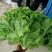 精品散叶花叶生菜产地河北大叶生菜花叶质量保证可商超对接