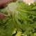 精品散叶花叶生菜产地河北大叶生菜花叶质量保证可商超对接