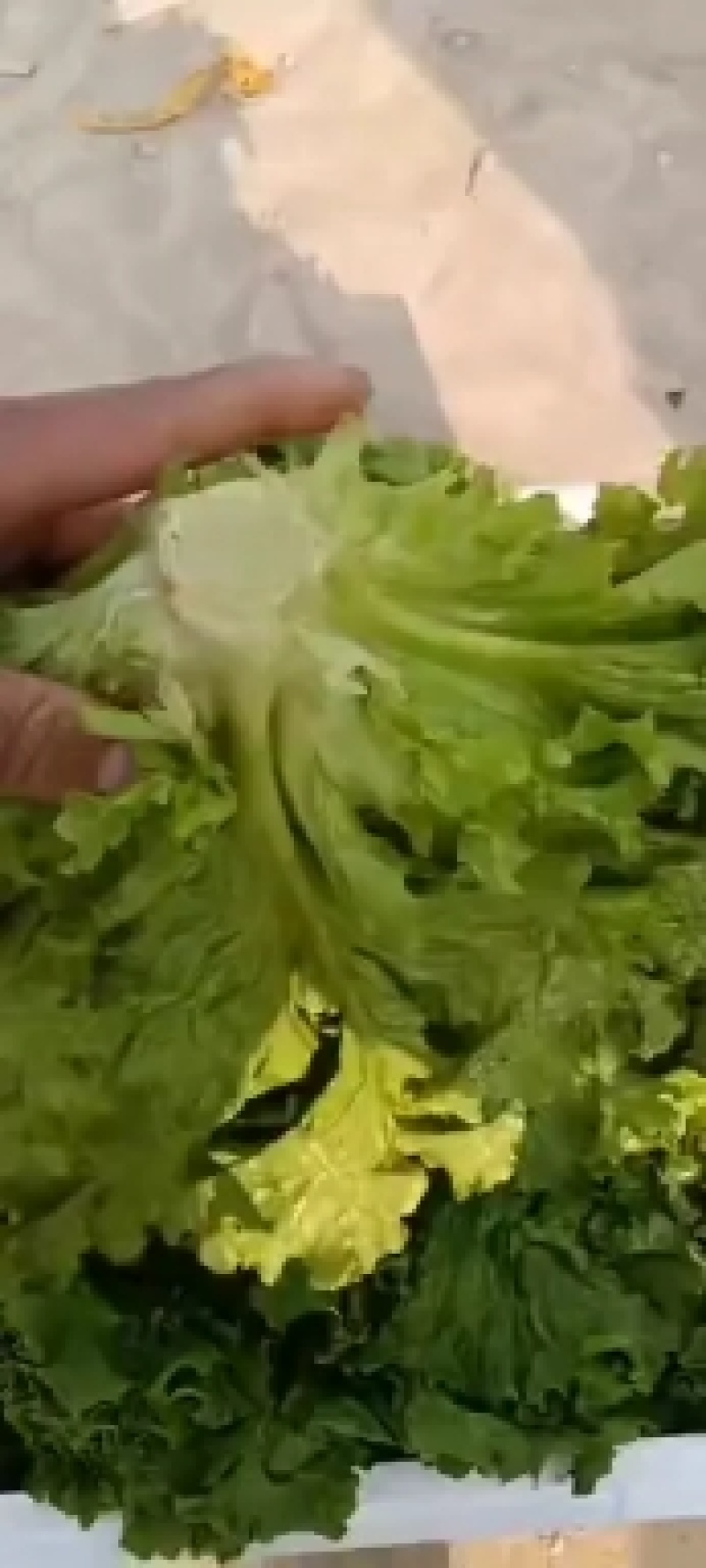 精品散叶花叶生菜产地河北大叶生菜花叶质量保证可商超对接