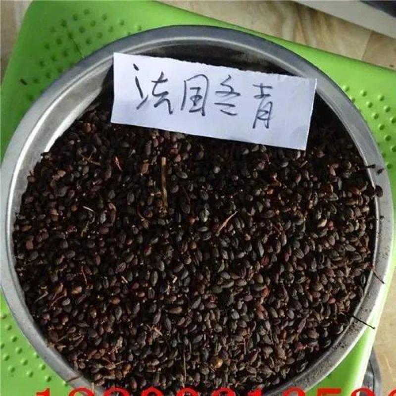 冬青种子龟甲冬青种子珊瑚树早禾树法国冬青种子大叶