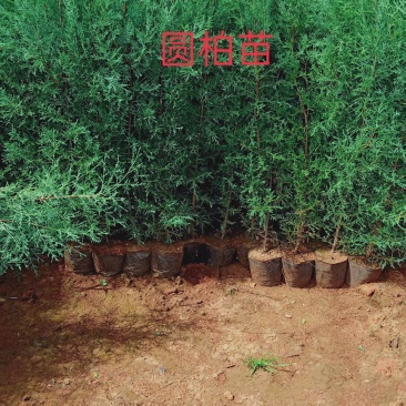 滇柏苗，圆柏，干香柏16Ⅹ16杯热卖中