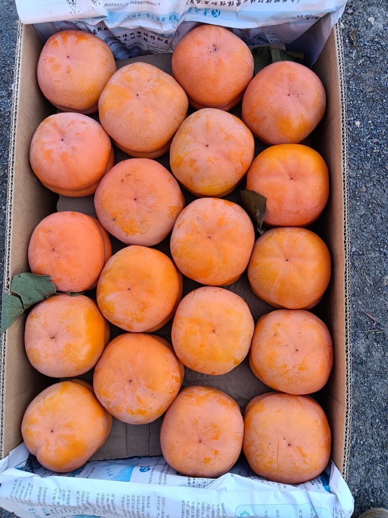 【精品】磨盘柿，正宗狼牙山磨盘柿，货量充足，质量保证