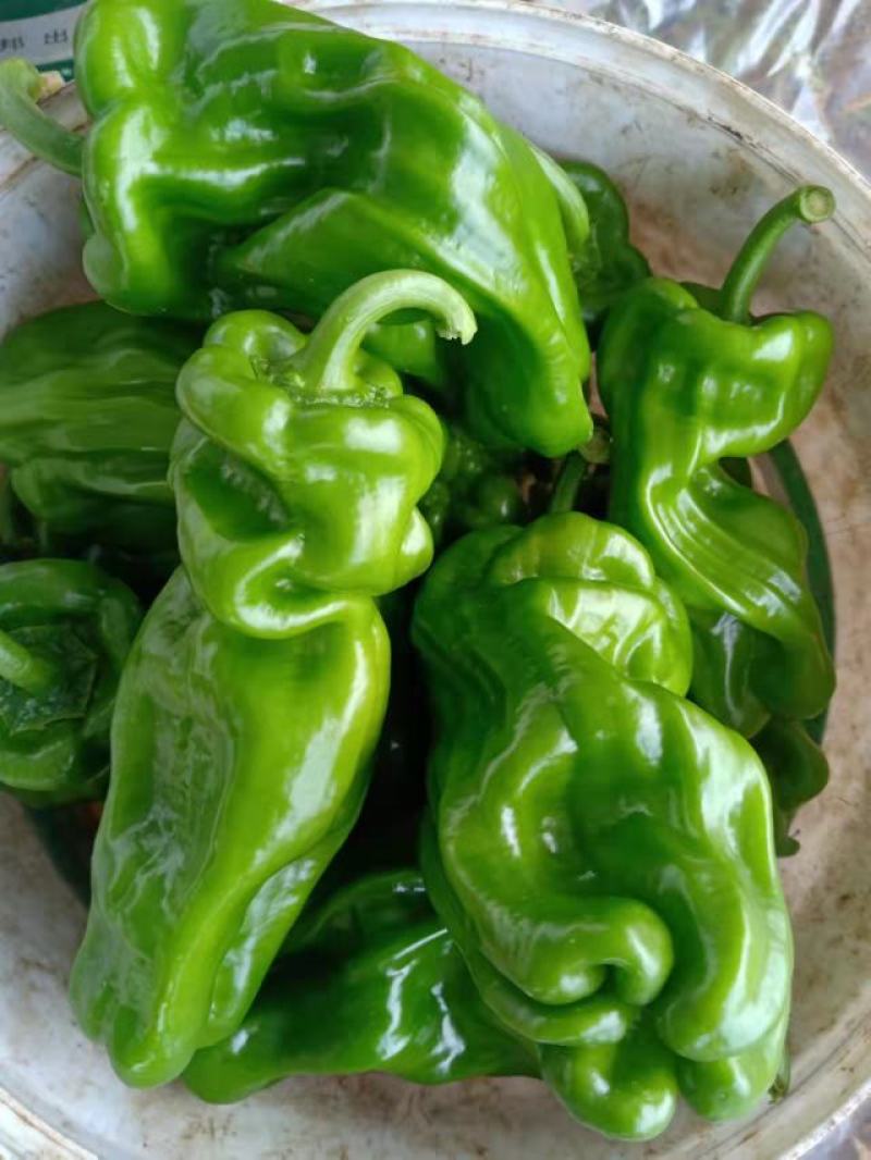 精品大棚，泡椒