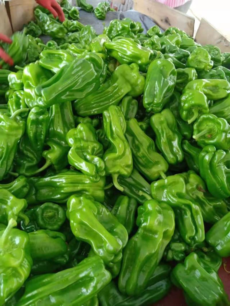 精品大棚，泡椒