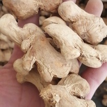 炮姜泡姜干姜不满意可退换货农副产品