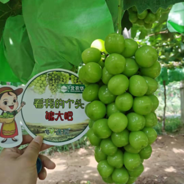 陕西阳光玫瑰批发价格