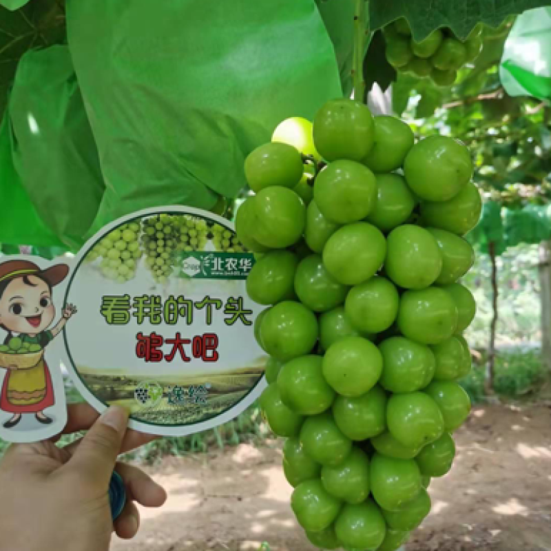 陕西阳光玫瑰批发价格