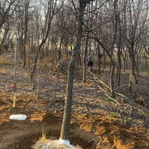 杜梨，原生冠树形，经典出圃，量大，乡土树