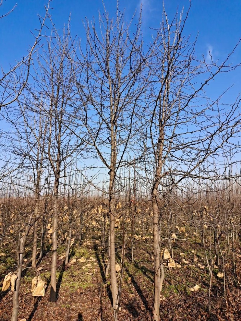 杜梨，原生冠树形，经典出圃，量大，乡土树