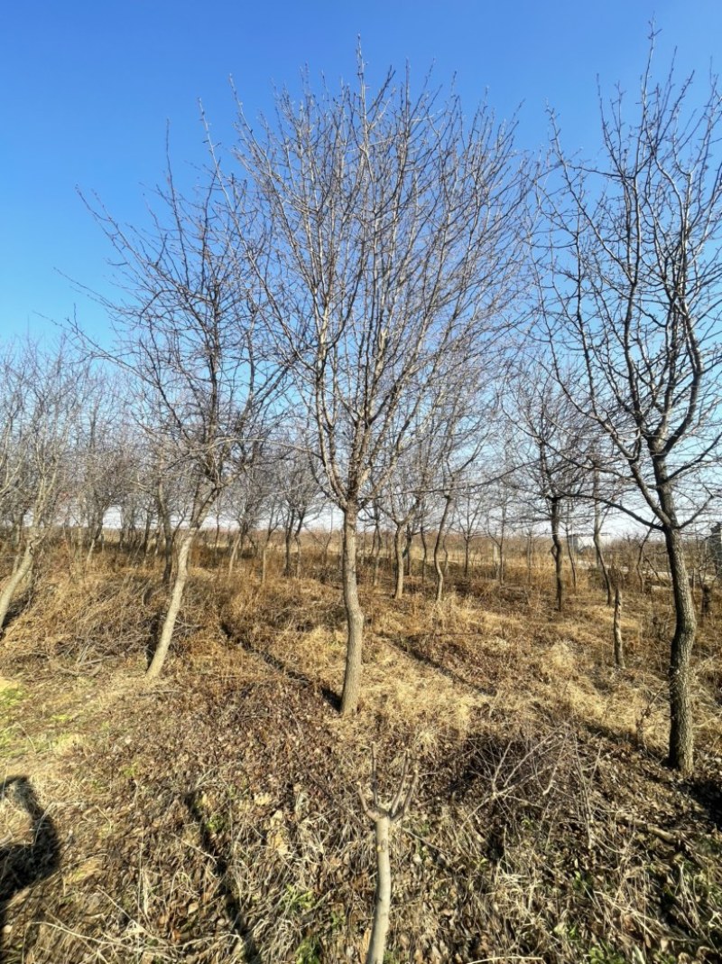 杜梨，原生冠树形，经典出圃，量大，乡土树