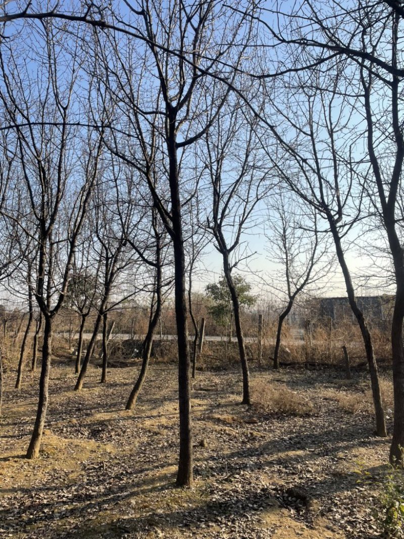杜梨，原生冠树形，经典出圃，量大，乡土树