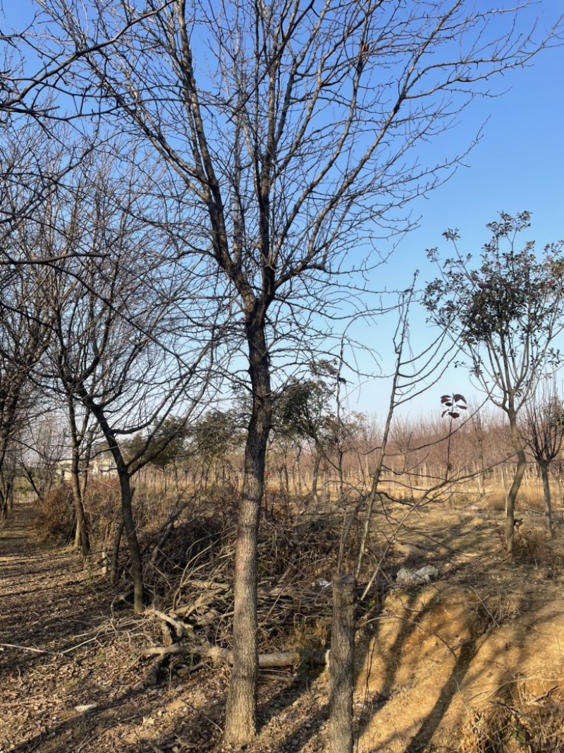 杜梨，原生冠树形，经典出圃，量大，乡土树