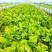 儿菜娃娃菜产地直销浙江湖州新上市宝塔菜5-6斤