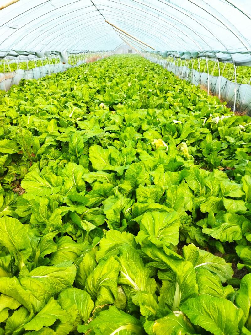 儿菜娃娃菜产地直销浙江湖州新上市宝塔菜5-6斤