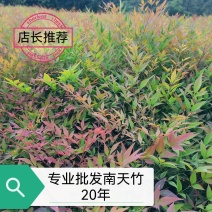 南天竹、南天竹地苗、南天竹基地年产量500万