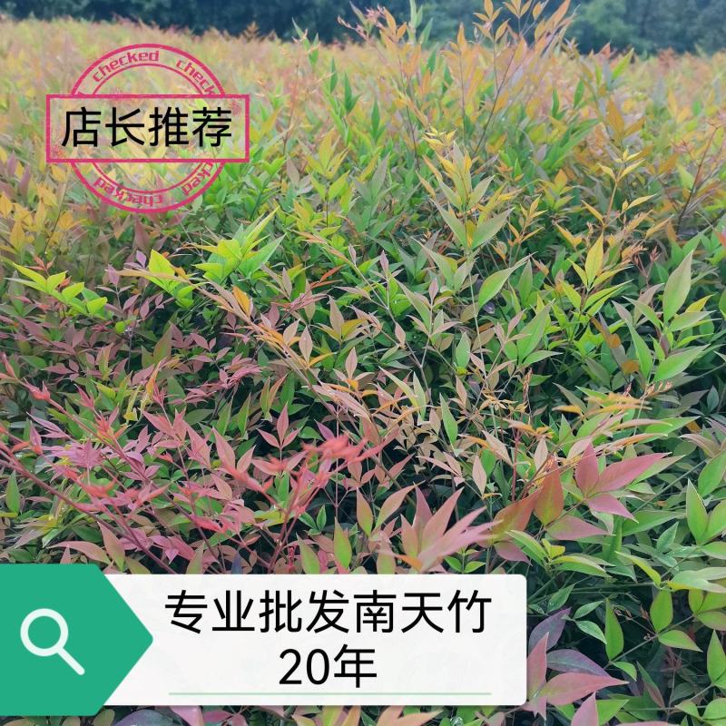 南天竹、南天竹地苗、南天竹基地年产量500万