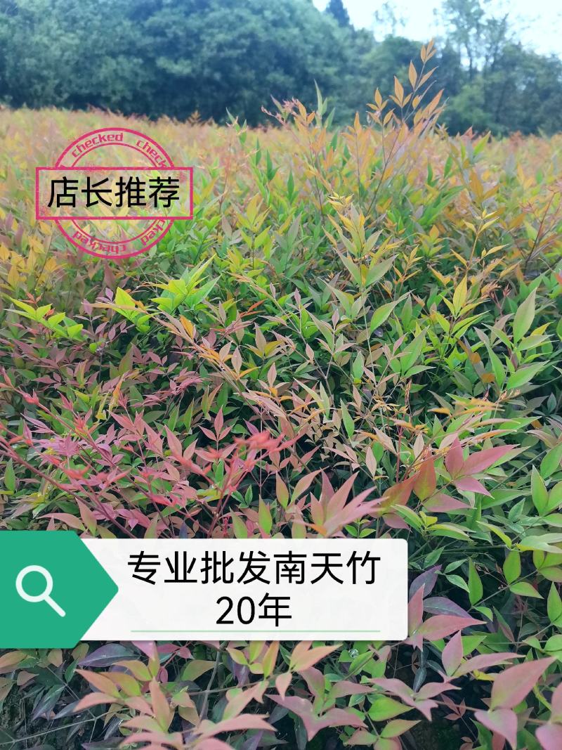 南天竹、南天竹地苗、南天竹基地年产量500万