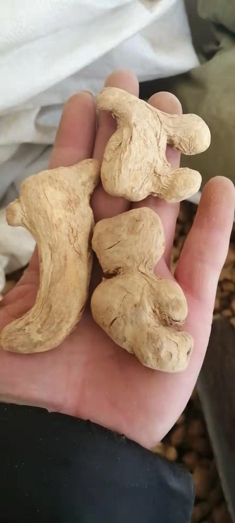 炮姜制干姜炮老姜新货各种中药材批发
