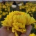 金丝皇菊，菊花种苗