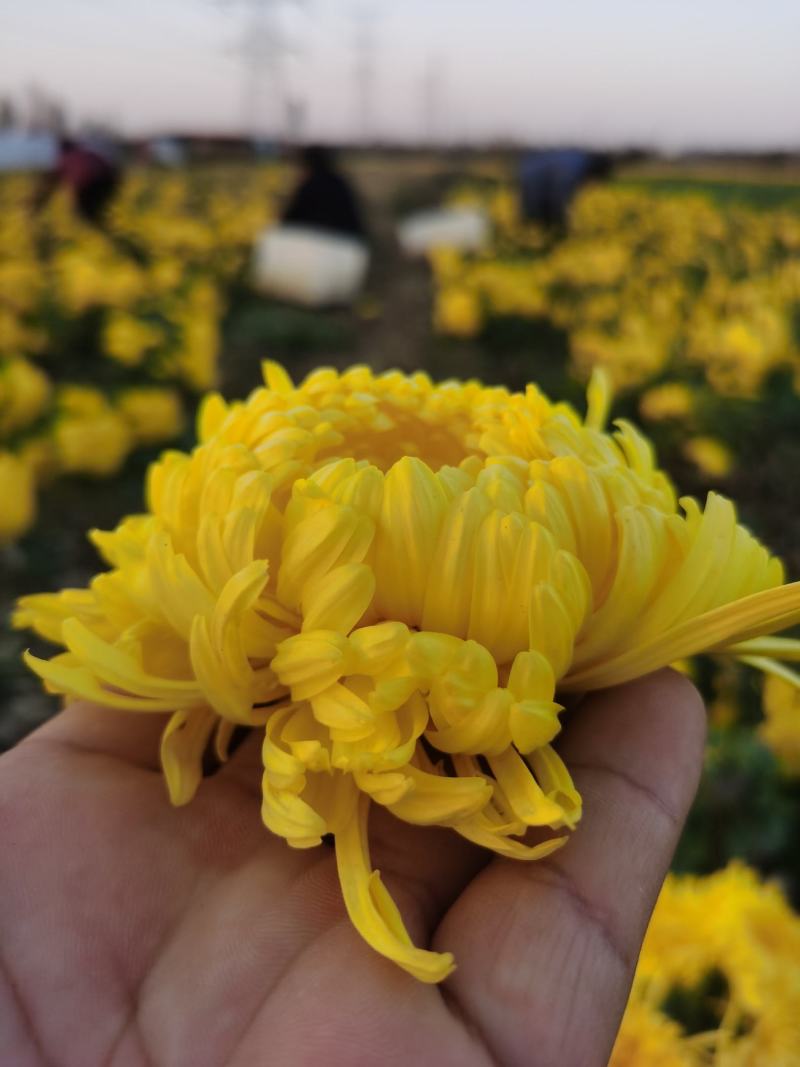 金丝皇菊，菊花种苗