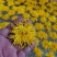 金丝皇菊，菊花种苗