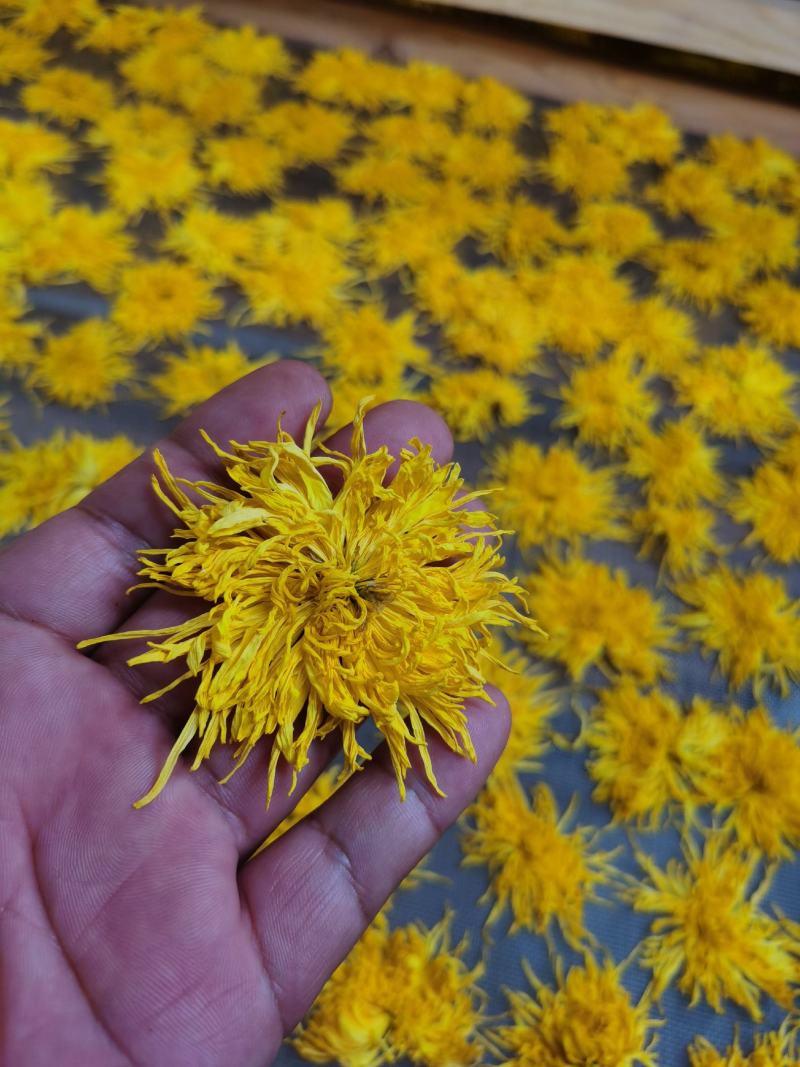 金丝皇菊，菊花种苗