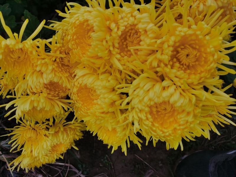 金丝皇菊，菊花种苗