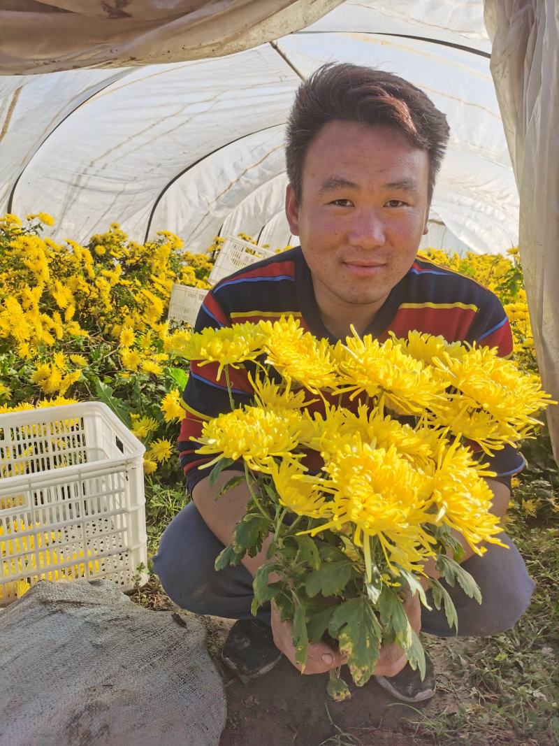 金丝皇菊，菊花种苗