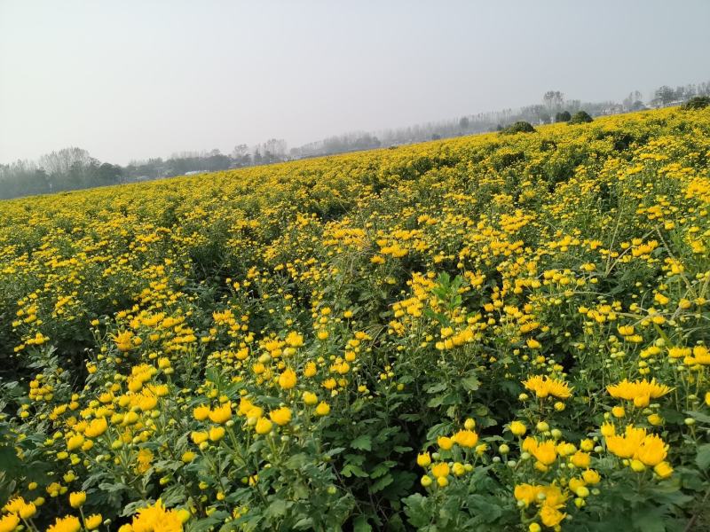 金丝皇菊，菊花种苗