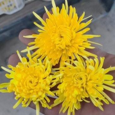金丝皇菊，菊花种苗