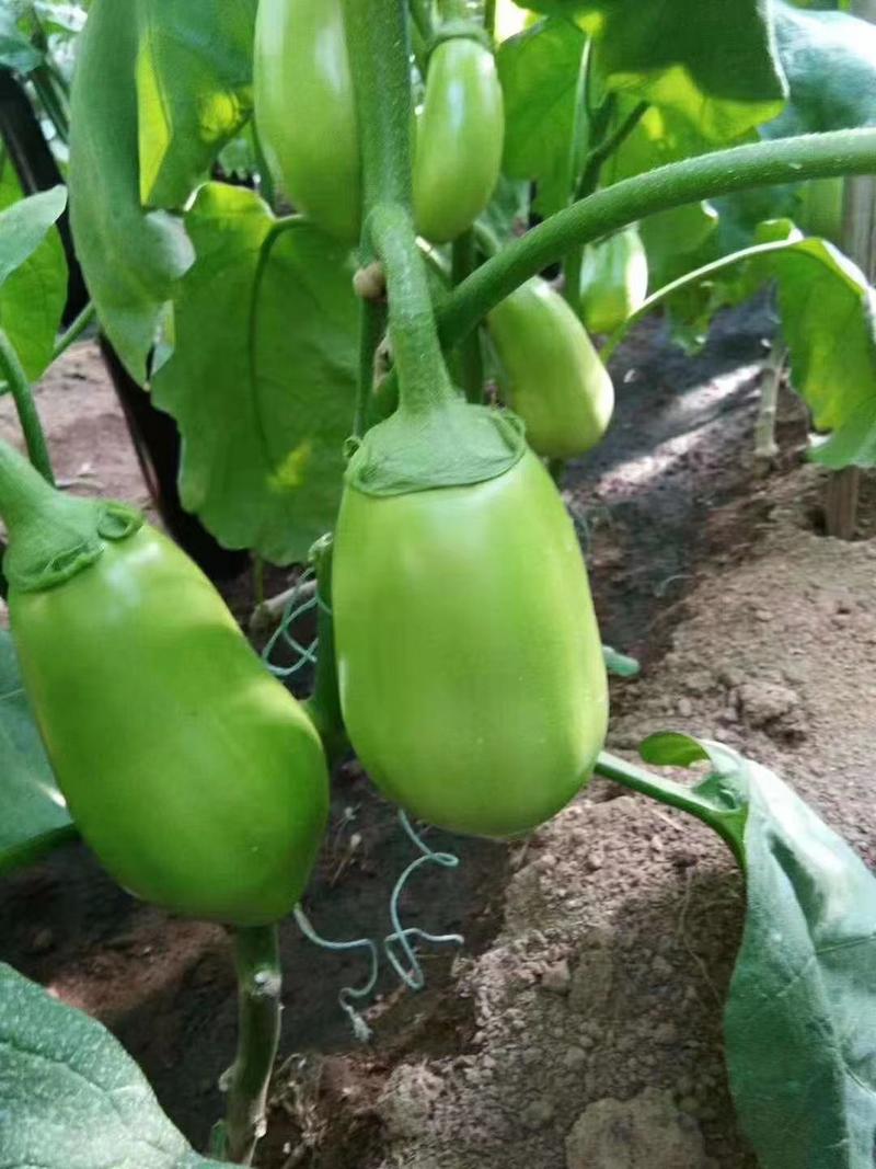 寿光育苗基地嫁接各种类型的茄子，抗重茬的死棵，采收期长