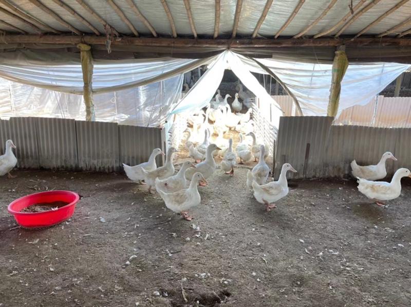 常年供应樱桃谷大白鸭450天以上淘汰白羽蛋鸭老鸭