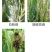 辽宁微科双功密定0.3%四霉素软腐赤霉病细菌性角斑病农