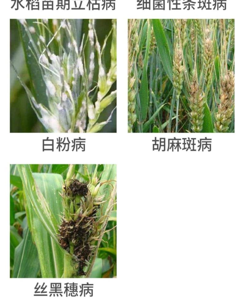 辽宁微科双功密定0.3%四霉素软腐赤霉病细菌性角斑病农