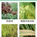 辽宁微科双功密定0.3%四霉素软腐赤霉病细菌性角斑病农