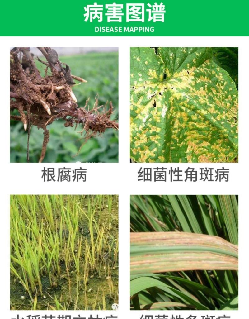 辽宁微科双功密定0.3%四霉素软腐赤霉病细菌性角斑病农