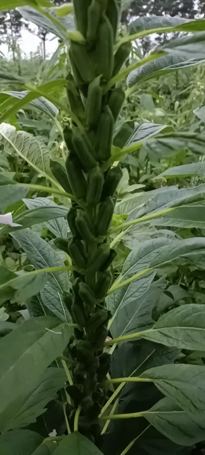 芝麻树(上过天的芝麻种，比人高，蒴多蒴大，密不见秆，)