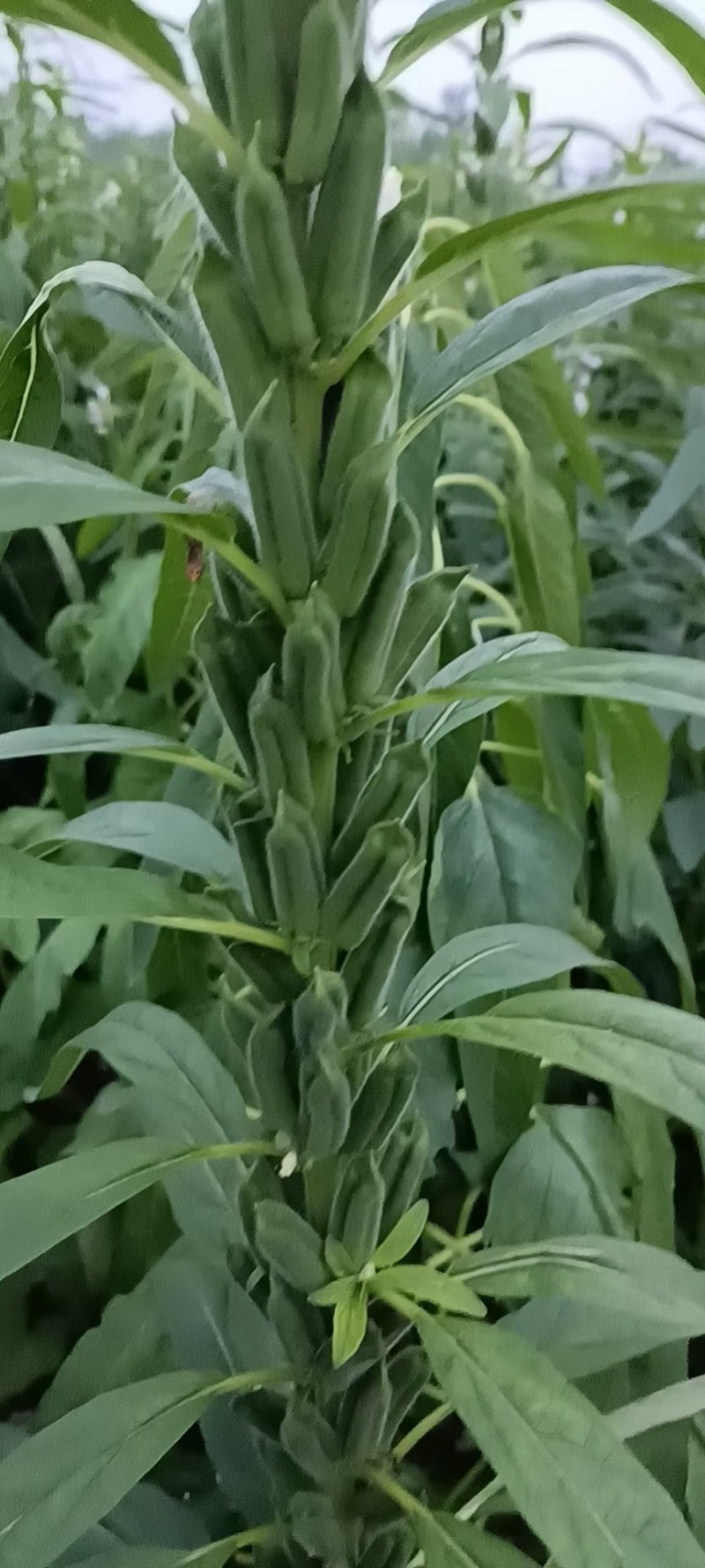 芝麻树(上过天的芝麻种，比人高，蒴多蒴大，密不见秆，)