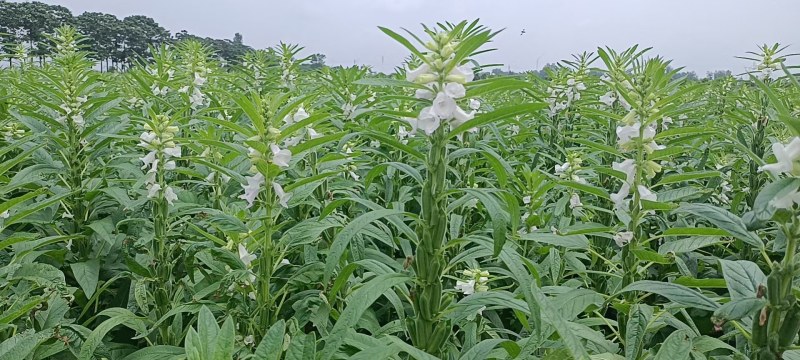 芝麻树(上过天的芝麻种，比人高，蒴多蒴大，密不见秆，)