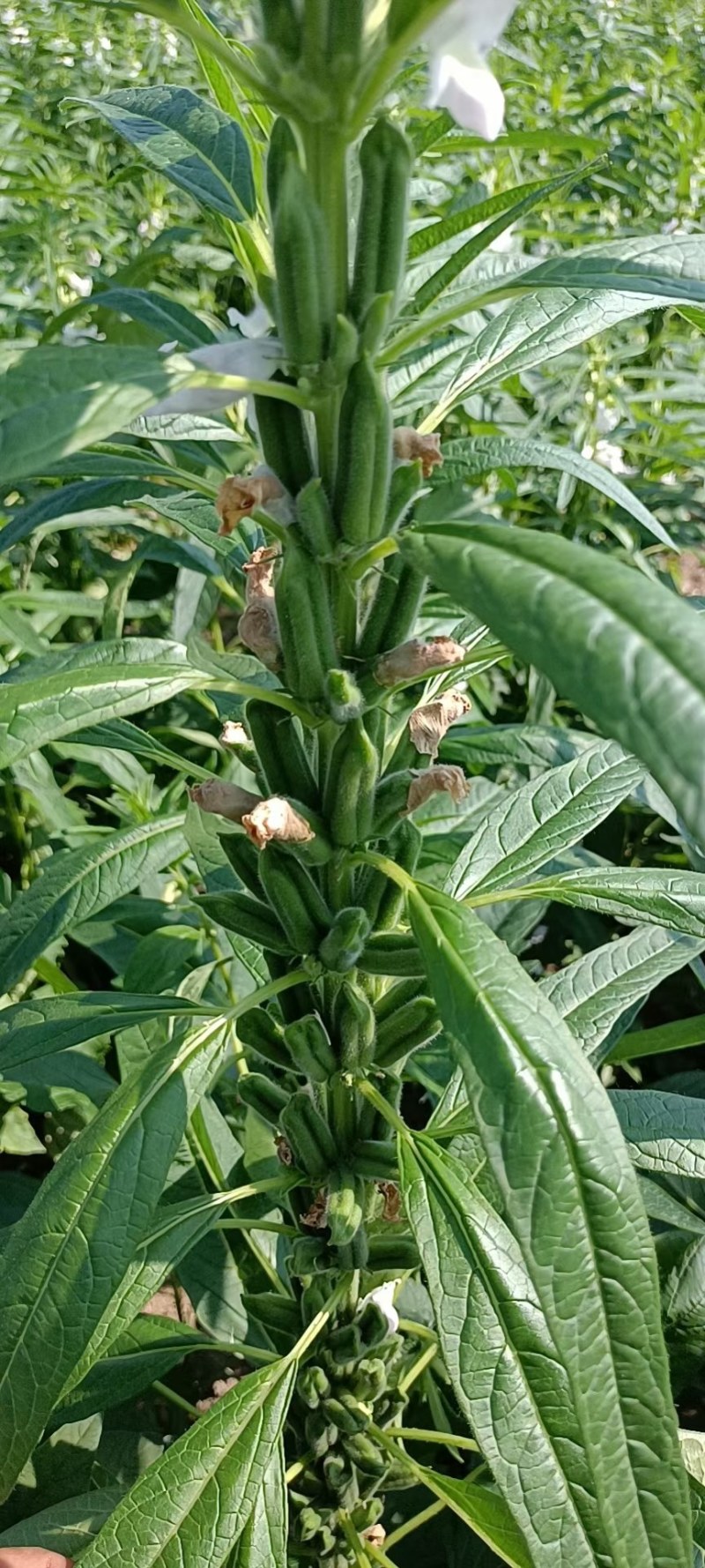 芝麻树(上过天的芝麻种，比人高，蒴多蒴大，密不见秆，)
