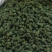 2024年新三七花云南文山三七花茶田七花500包邮