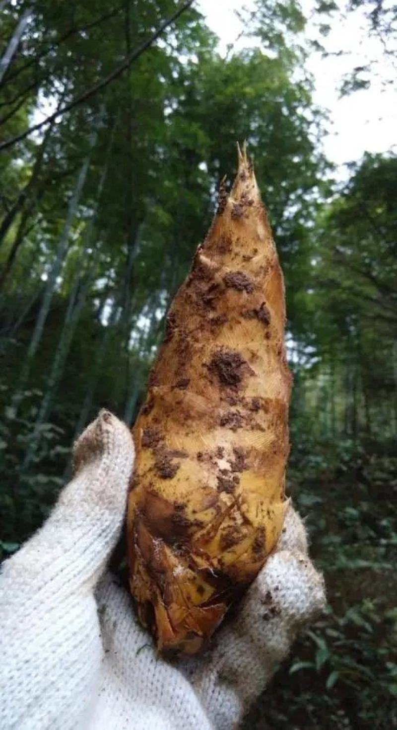 福建三明新鲜冬笋大量上市，各种规格欢迎订购合作