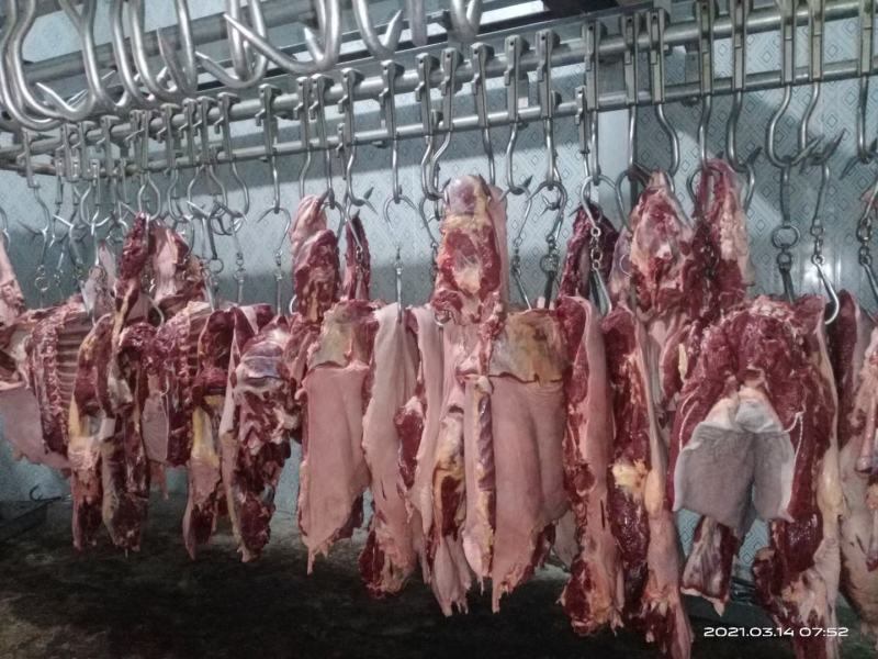 现宰鲜马肉大量接单，带皮去皮可以定制。
