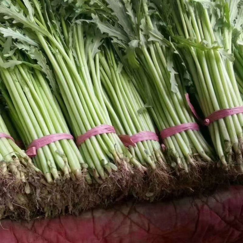 精品光杆茼蒿，无空心，货源充足，质量保证