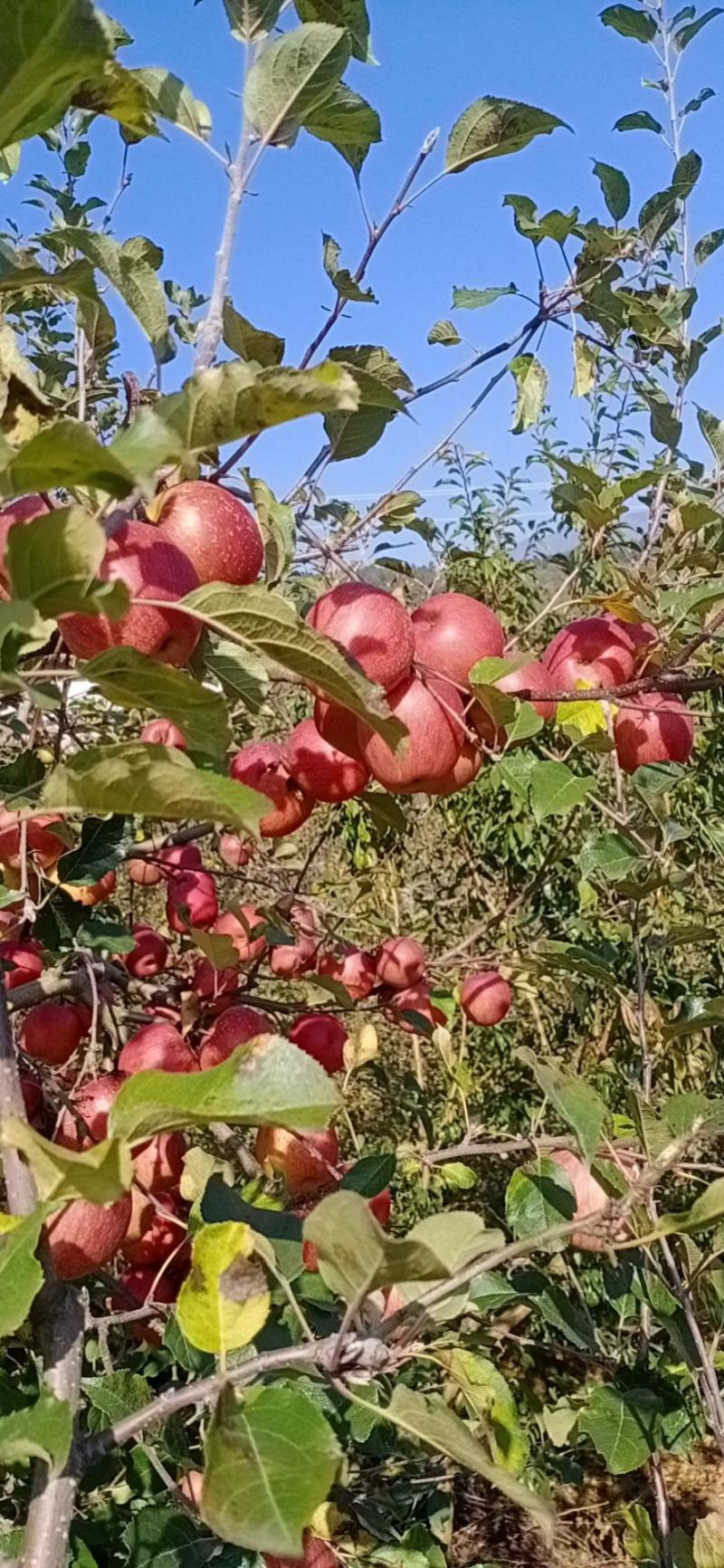 汉源高山糖心丑苹果，口感脆甜，糖心重，糖心能达百分之九十