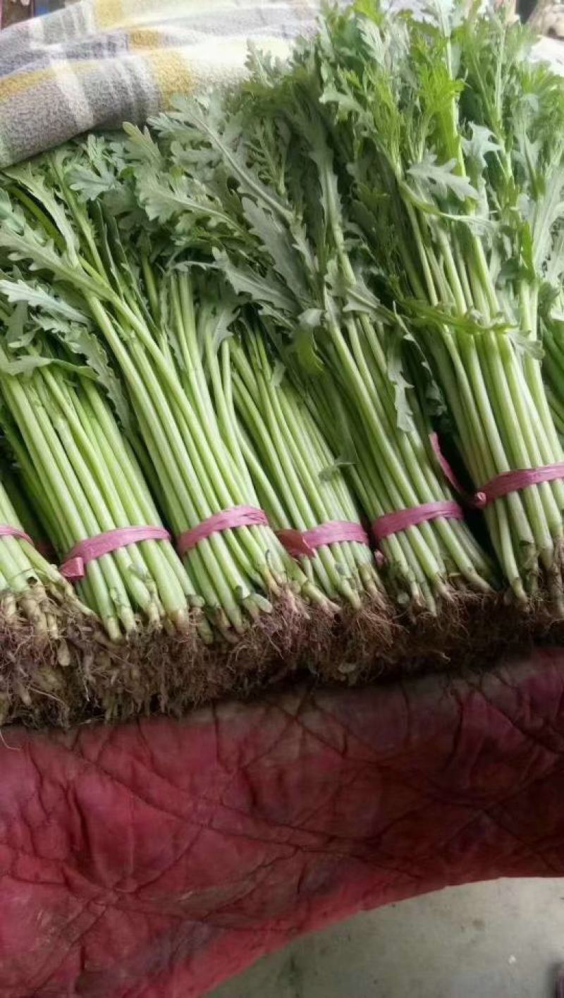 精品光杆茼蒿，无空心，货源充足，质量保证