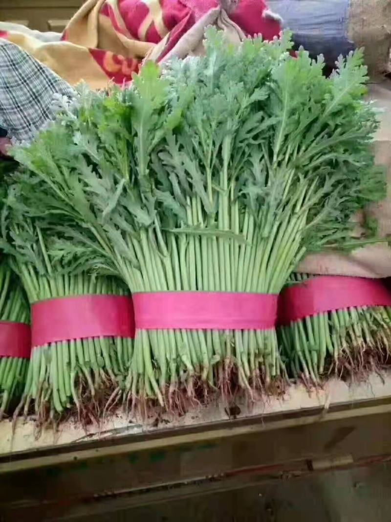 精品光杆茼蒿，无空心，货源充足，质量保证