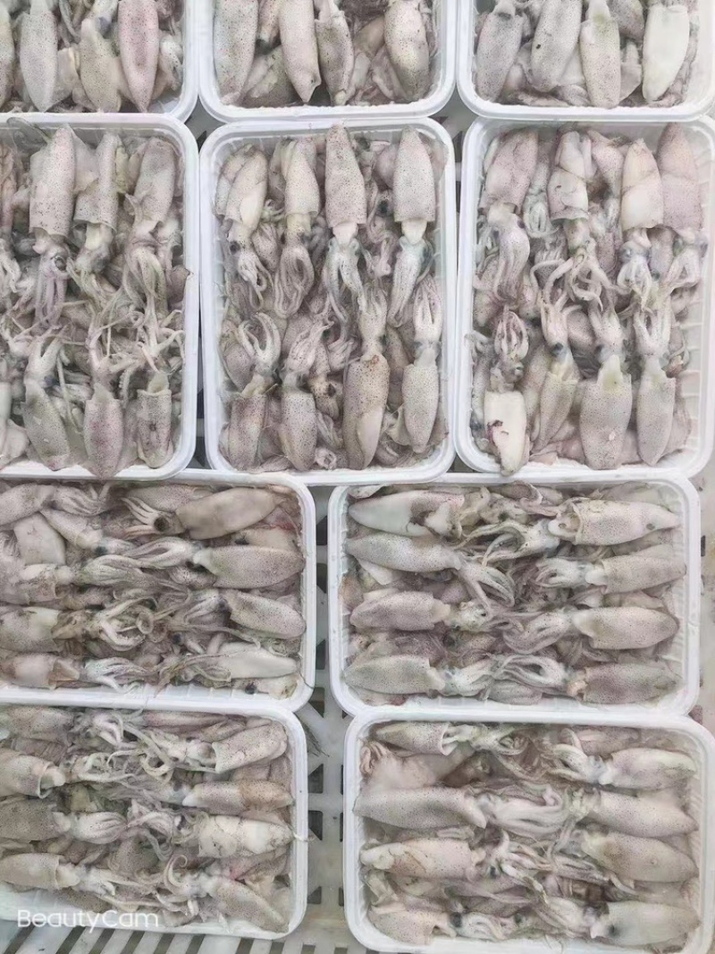 青岛笔管鲜冻小海兔味道鲜美社区团购批发微商货源