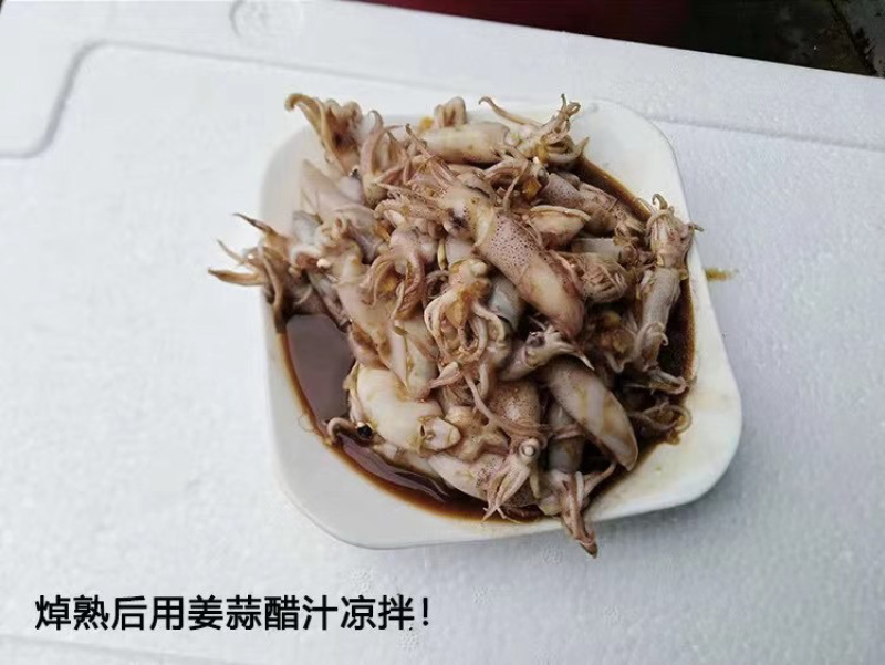 青岛笔管鲜冻小海兔味道鲜美社区团购批发微商货源