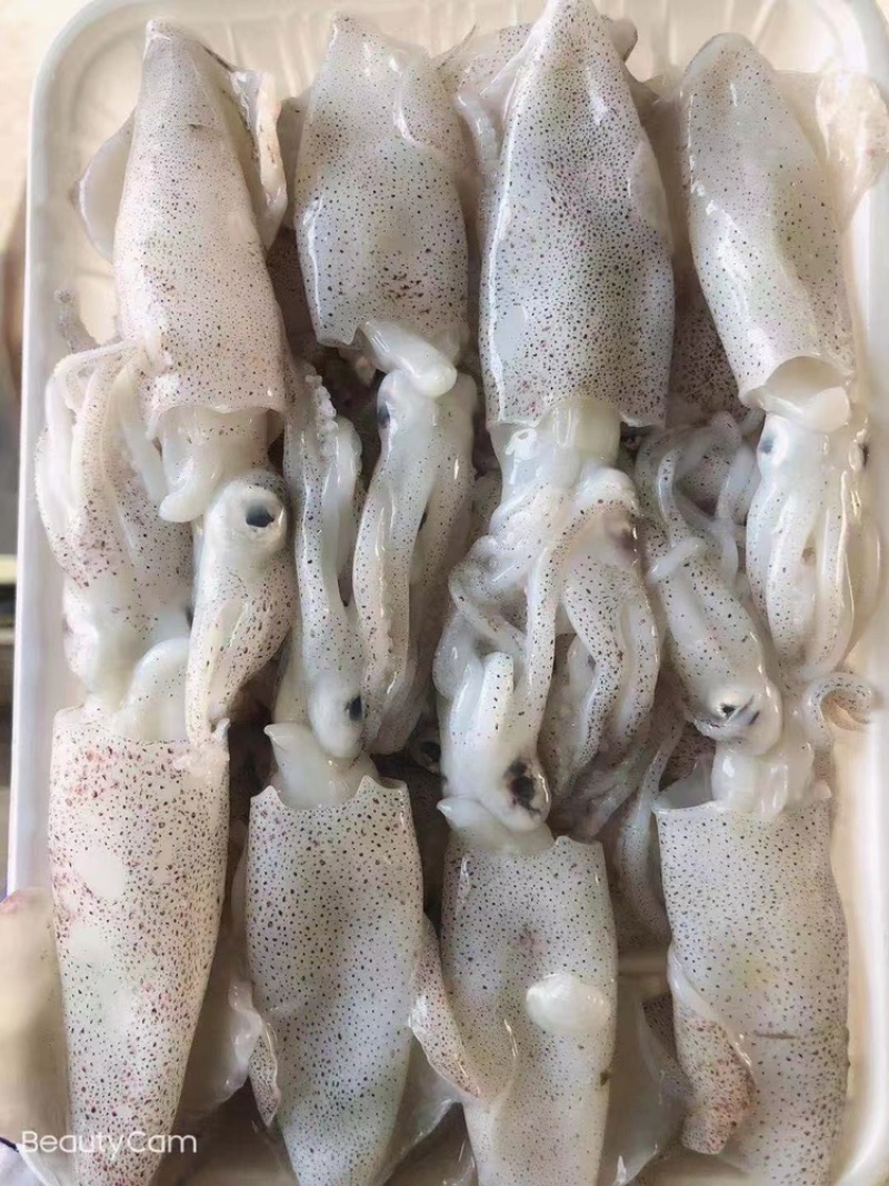 青岛笔管鲜冻小海兔味道鲜美社区团购批发微商货源